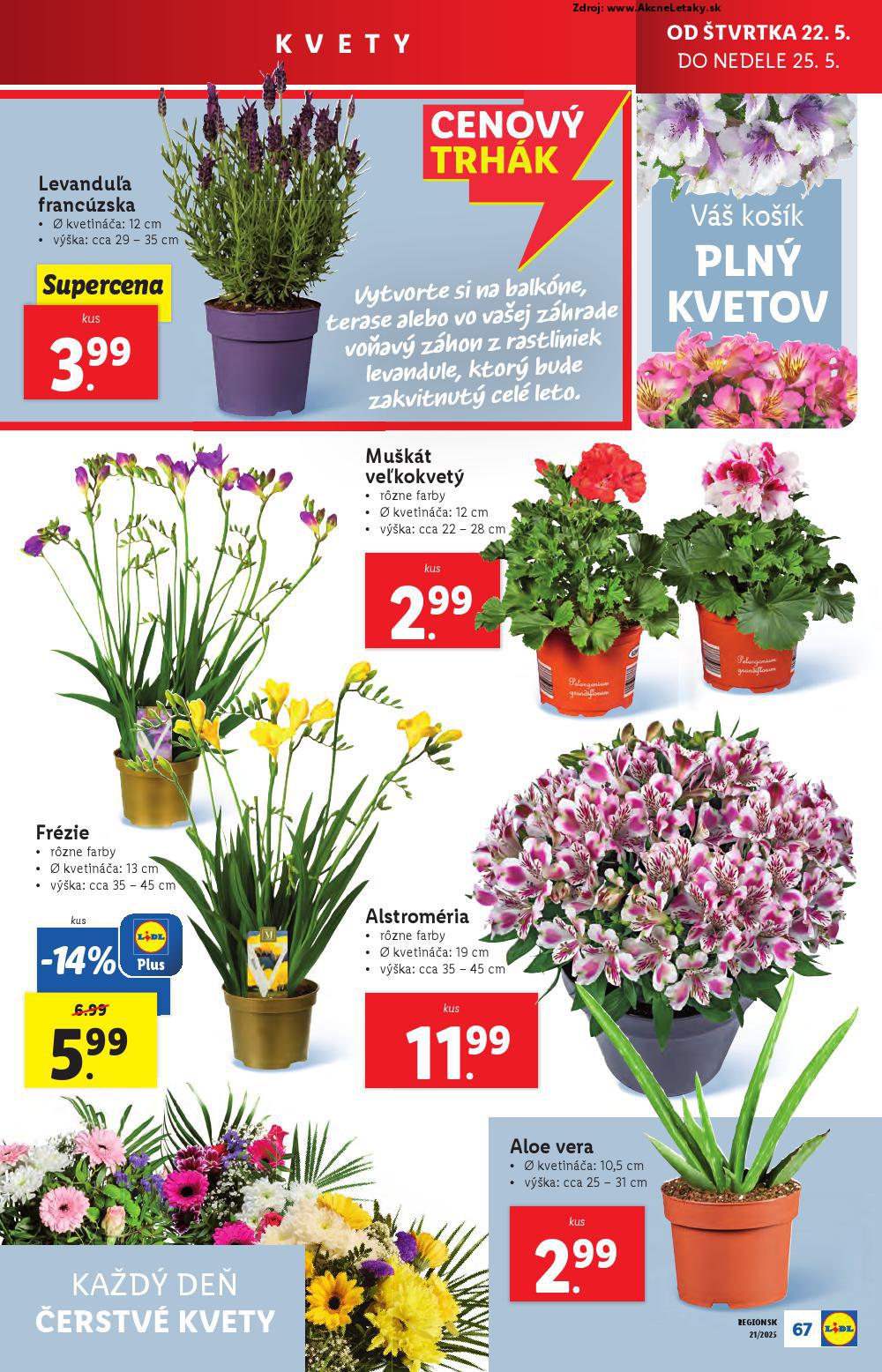 Leták Lidl (19. 5. - 25. 5. 2025) - strana 95 z 108